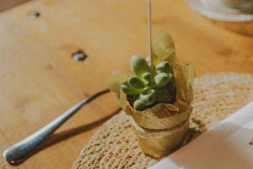 Mini cactus detalle invitado boda