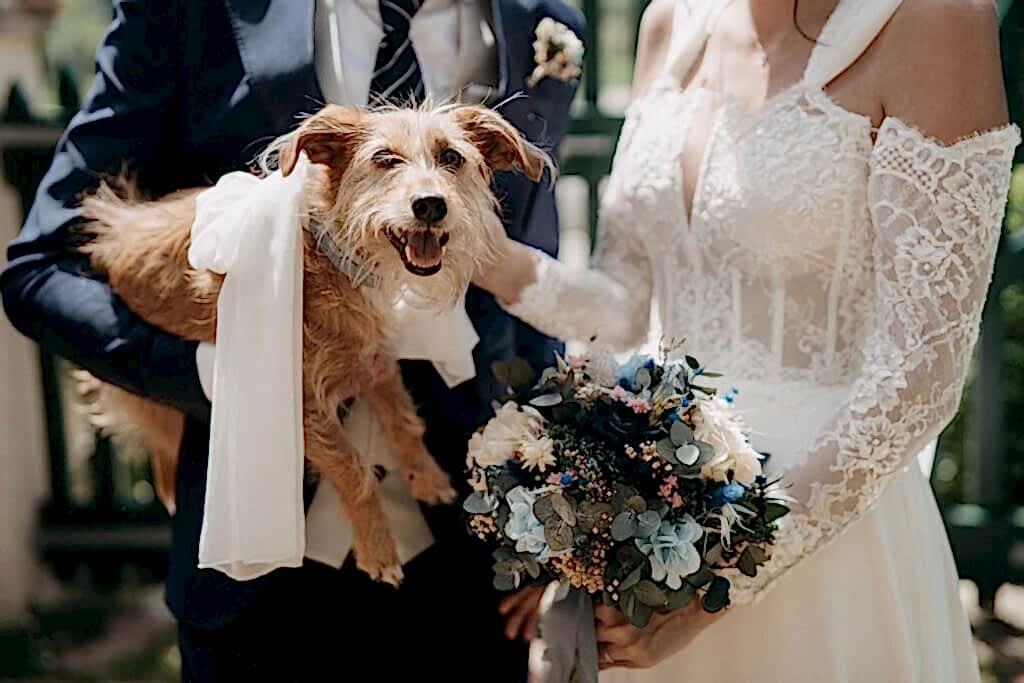Entrega alianzas boda perro